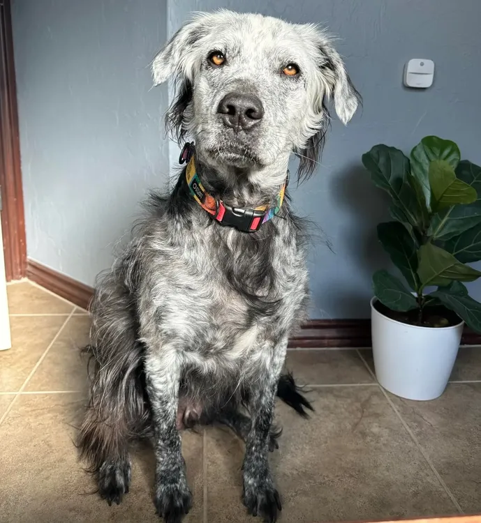 Perrito negro se volvió blanco en 2 años: ¡Mirá el proceso! Perrito negro se volvió blanco en 2 años: ¡Mirá el proceso!