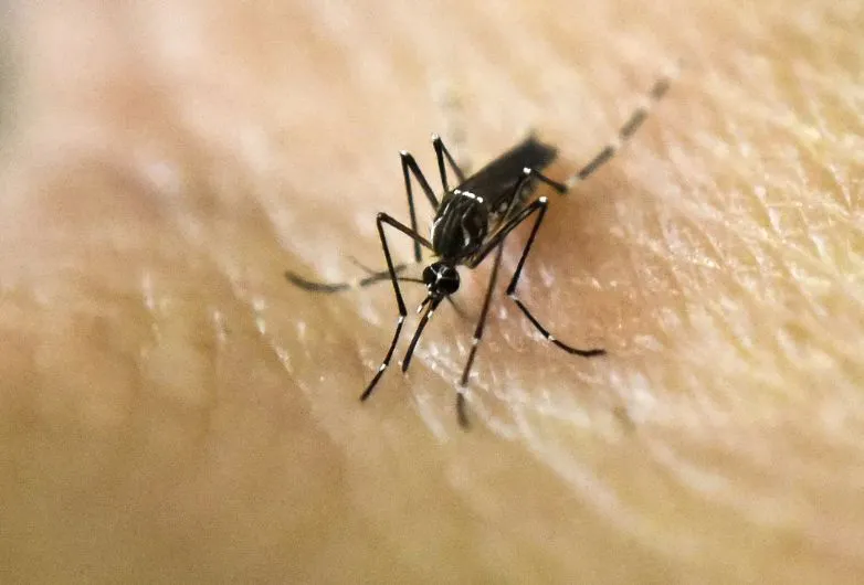 El dengue es transmitido por el mosquito Aedes aegypti