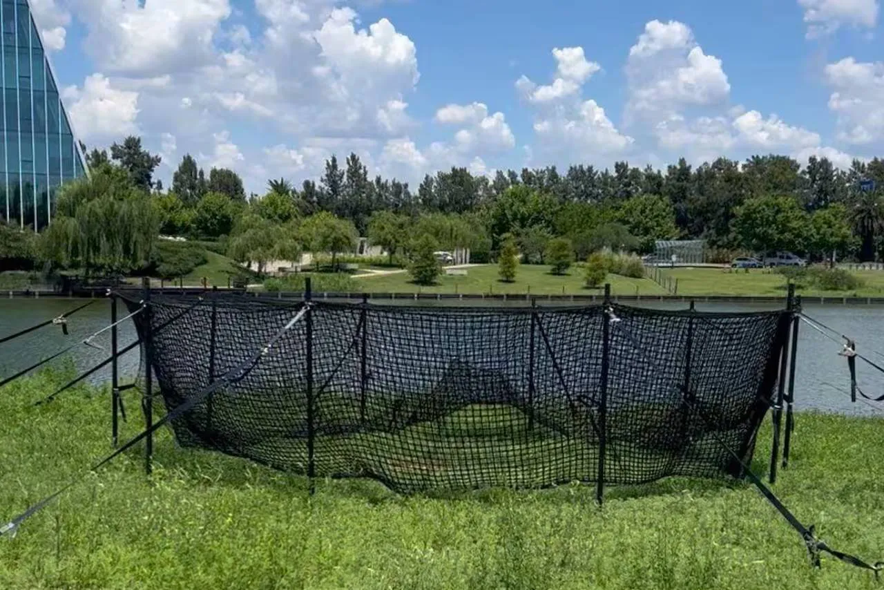 Rechazo ambientalista al traslado de carpinchos en Nordelta