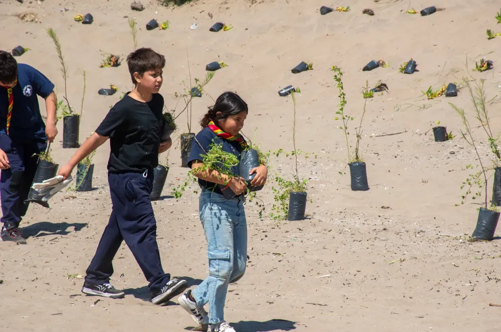 Mar del Tuyú continúan las acciones de forestación en la línea de médanos 2