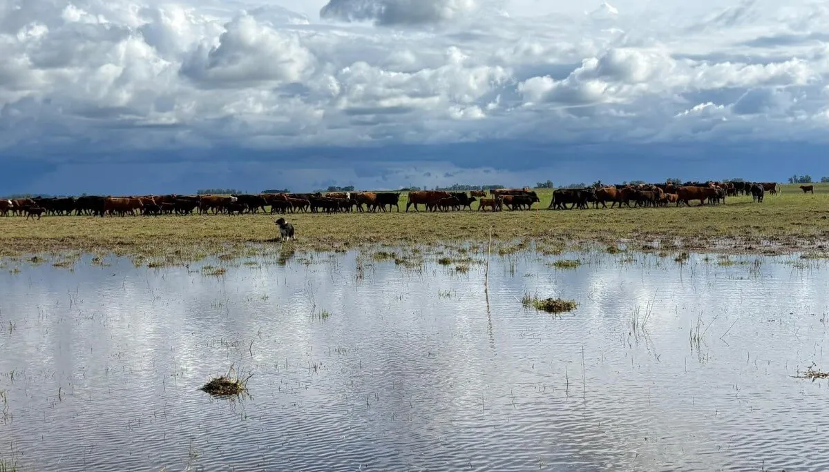 Inundaciones afectan a productores agropecuarios
