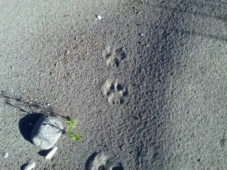 Dos pumas sueltos tienen en vilo a Villa Gesell: suspendieron las clases y piden quedarse en casa