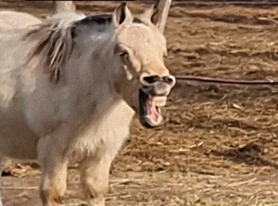 Caballo burlón se roba el show en plena grabación de una receta