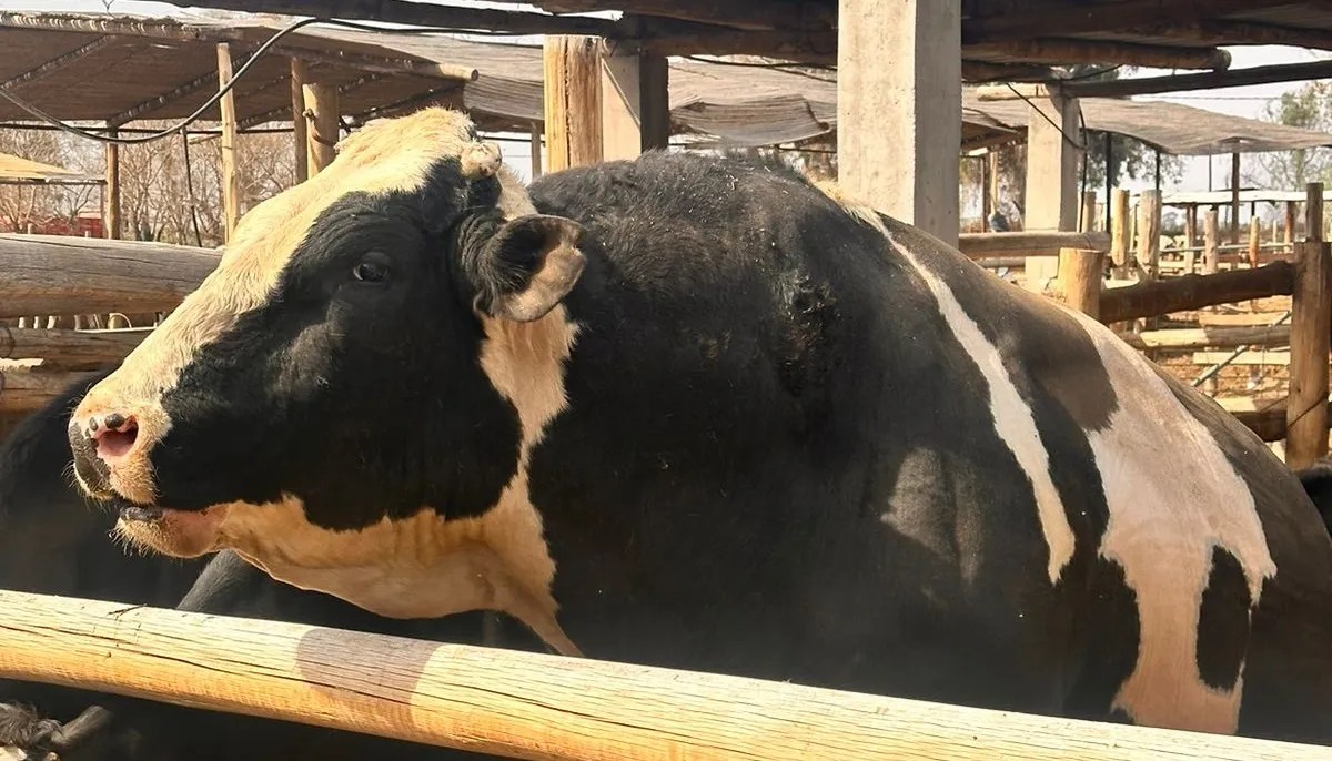 Toro