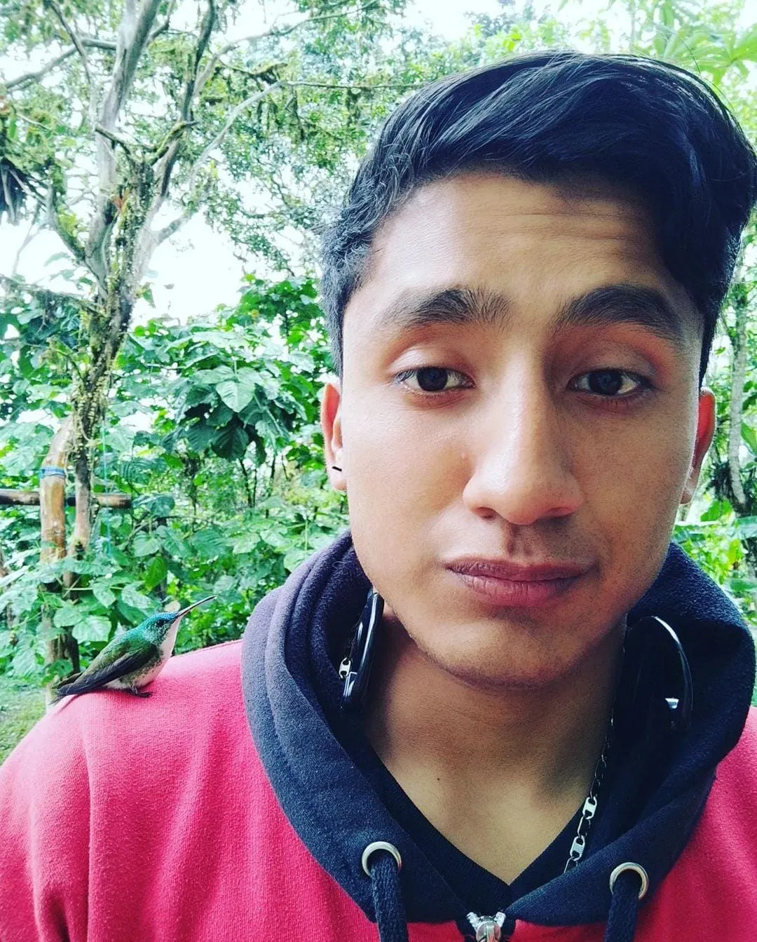 Video viral: ¡No era un árbol de bananas! Pero él no se animó a decirles la verdad