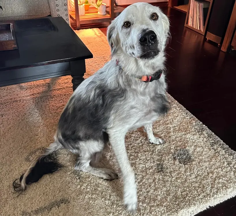 Perrito negro se volvió blanco en 2 años: ¡Mirá el proceso! Perrito negro se volvió blanco en 2 años: ¡Mirá el proceso!