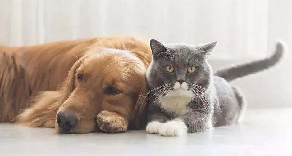 Se celebra el Día del Animal.