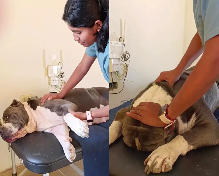 Perrita disfruta al máximo mientras ayuda a su dueña a practicar fisioterapia