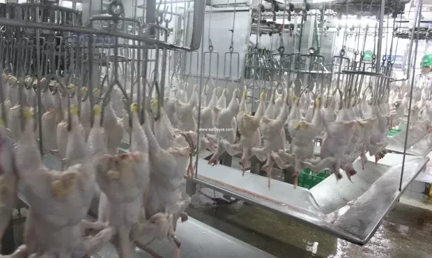 ALERTA: Salto, una ciudad con olor nauseabundo por la contaminación