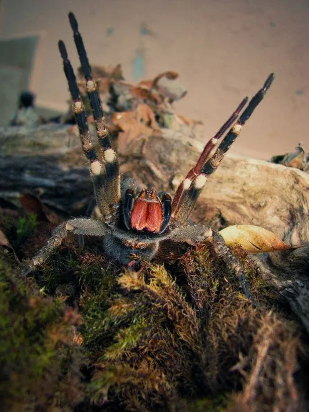 Compran bananas y se llevan terrible susto: encuentran a la araña más venenosa del mundo