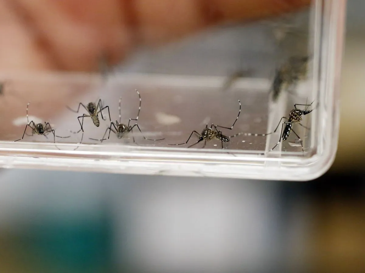 mosquitos Aedes Aegypti que transmiten el dengue