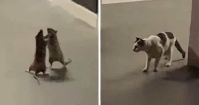 VIDEO: Sin inmutarse, un gato fue espectador de una feroz pelea de ratas
