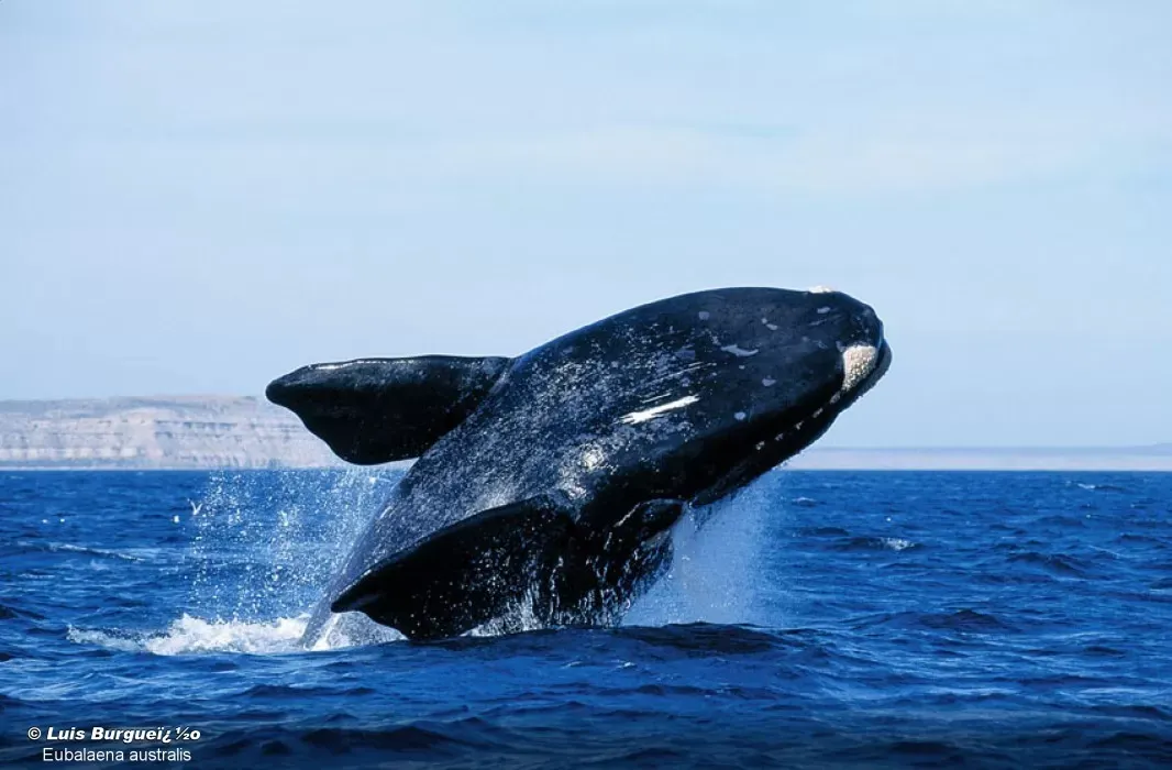 La importancia de los espacios maritimos argentinos