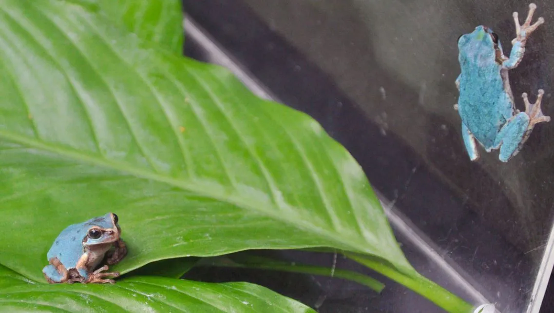 El color azulado no es habitual en esta especie