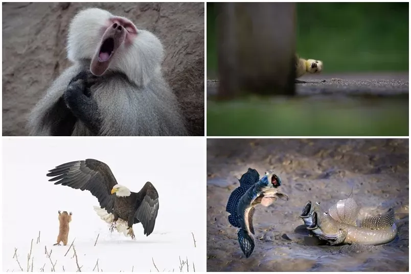 Mirá las 10 fotos de animales más divertidas del año, según este concurso mundial