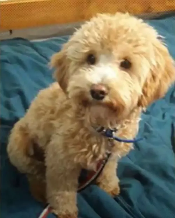 Por venganza: llevó al perro a la peluquería canina y nunca más lo fue a buscar