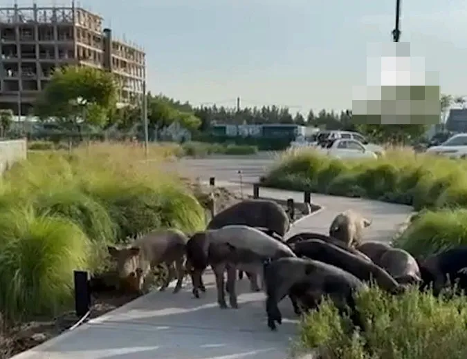 Chanchos sueltos en Nordelta