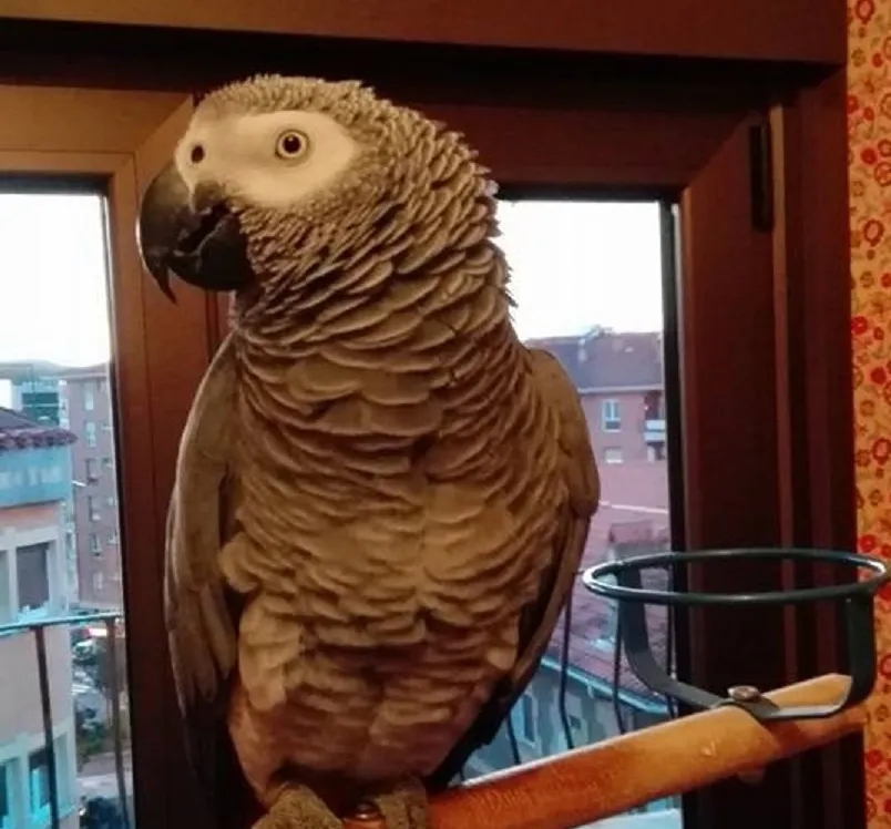 El loro que se calma solo en medio de una tormenta