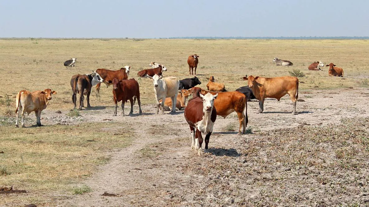 Emergencia agropecuaria por sequía