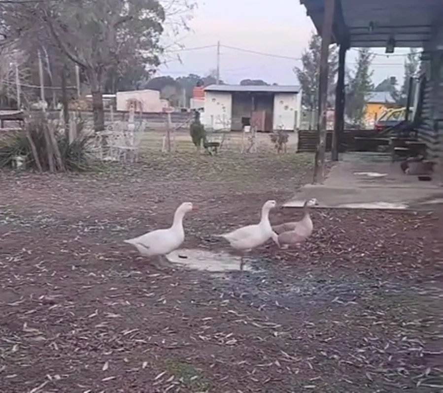 Gansos obedientes: el video viral de un gaucho que arrasa en redes
