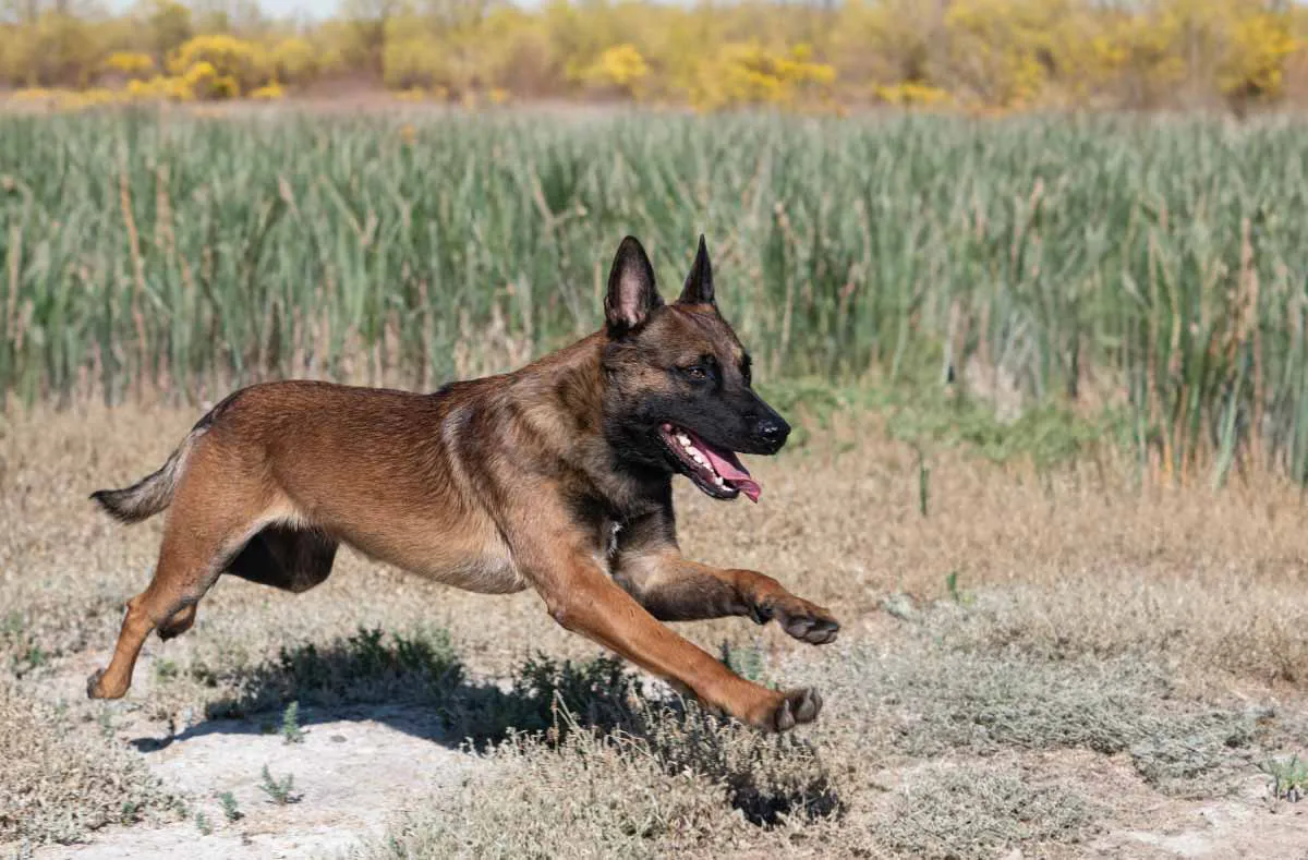 pastor-belga-malinois pastor-belga-malinois