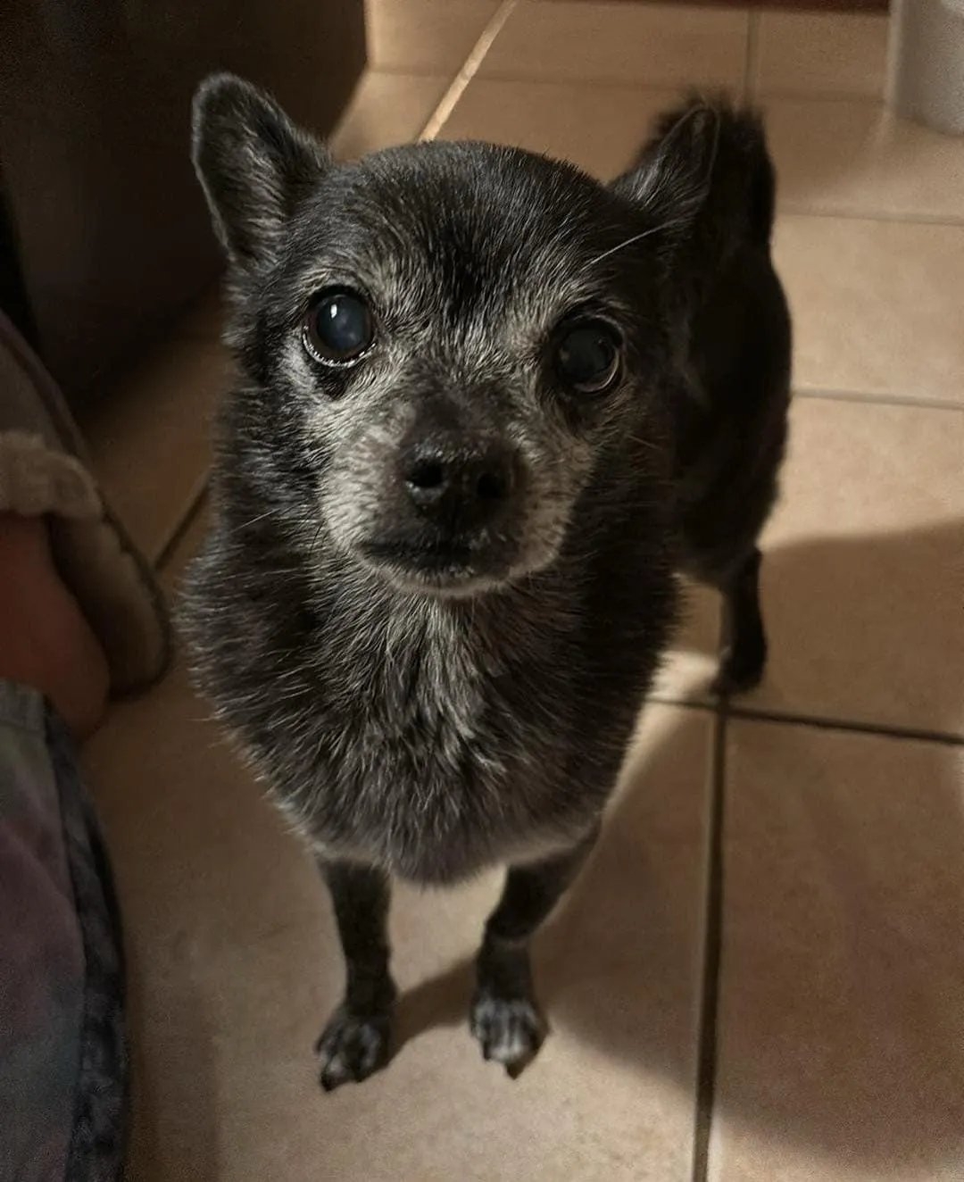 Toto, el chihuahua que necesita un exorcista