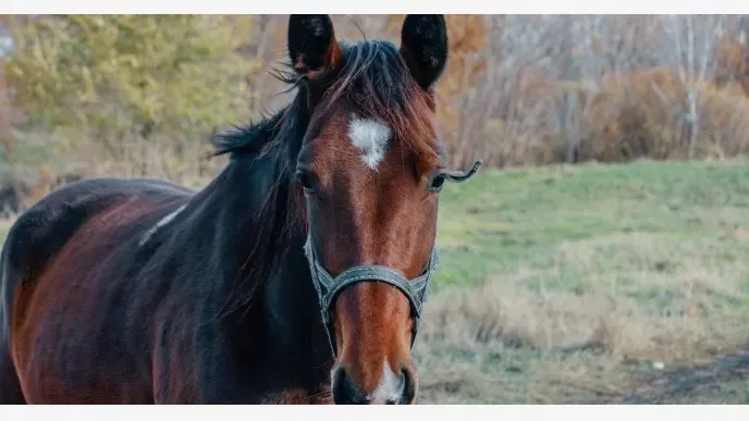 Declaran emergencia sanitaria en todo el país por brote de Encefalomielitis Equina