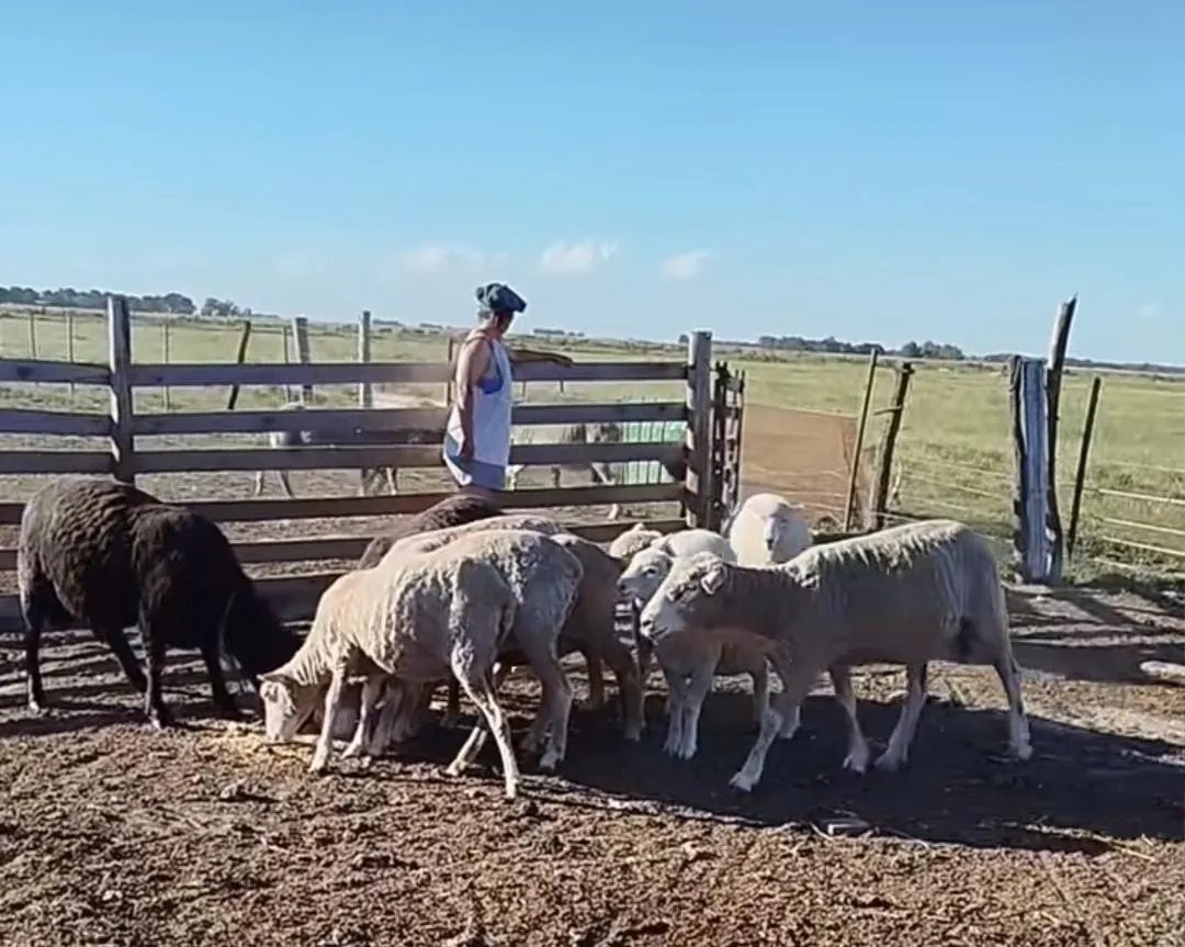 Navidad en el campo: el video viral que divide opiniones Navidad en el campo: el video viral que divide opiniones