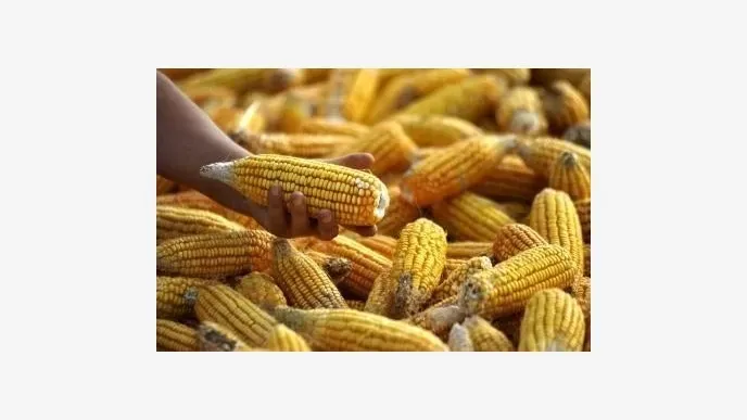 Agricultura estima un crecimiento del 23% de la producción de trigo para la presente campaña