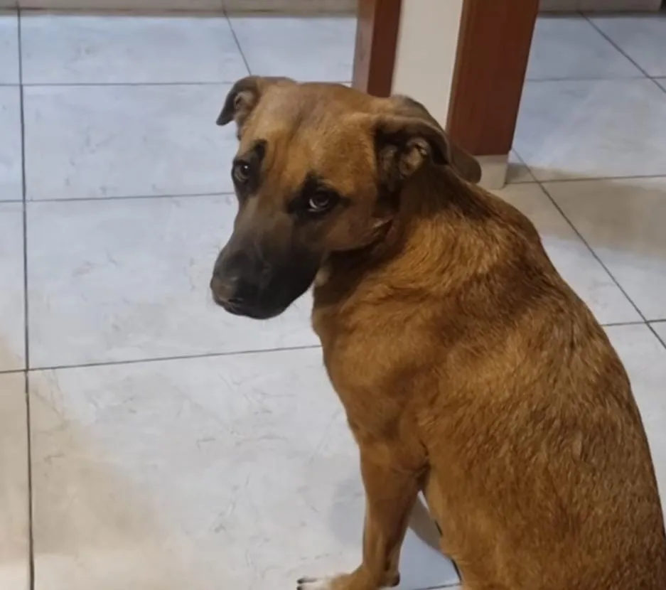 Cleo, la perra que se transforma en sirena: ¡mirá su primer chapuzón de la temporada!