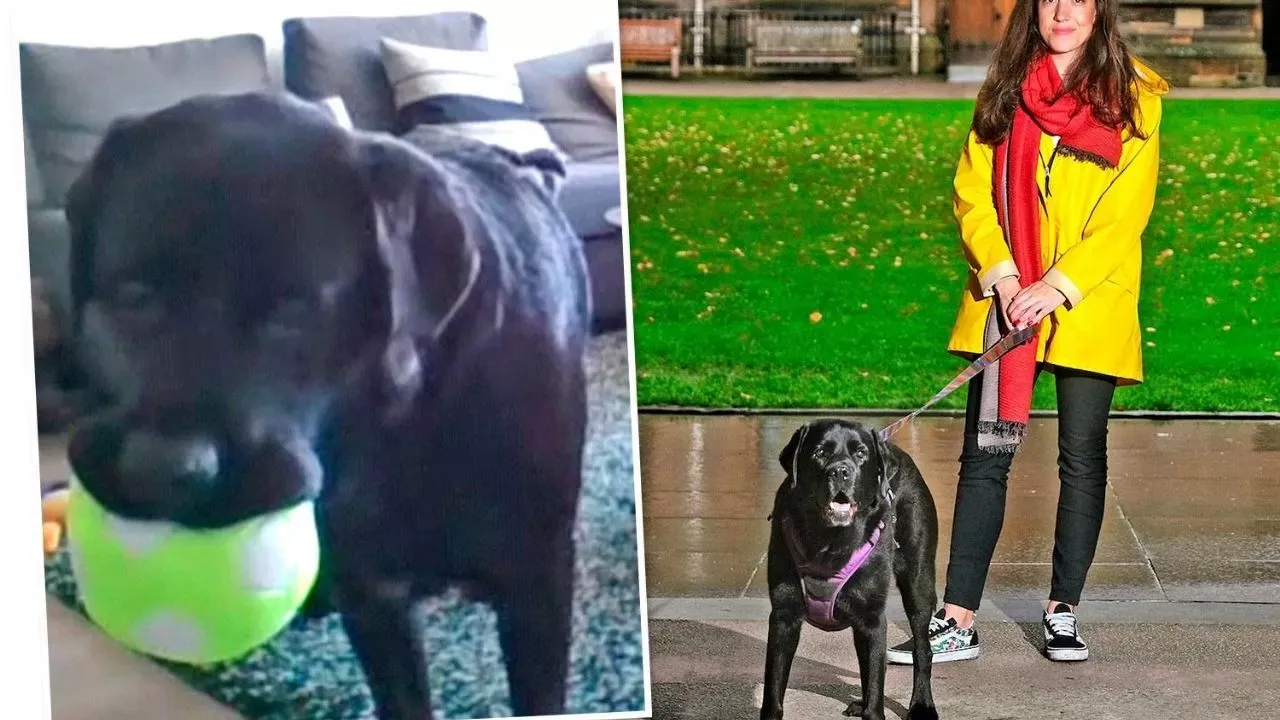 Teléfono para perros: La ingeniosa creación de una científica para que no sufra su mascota