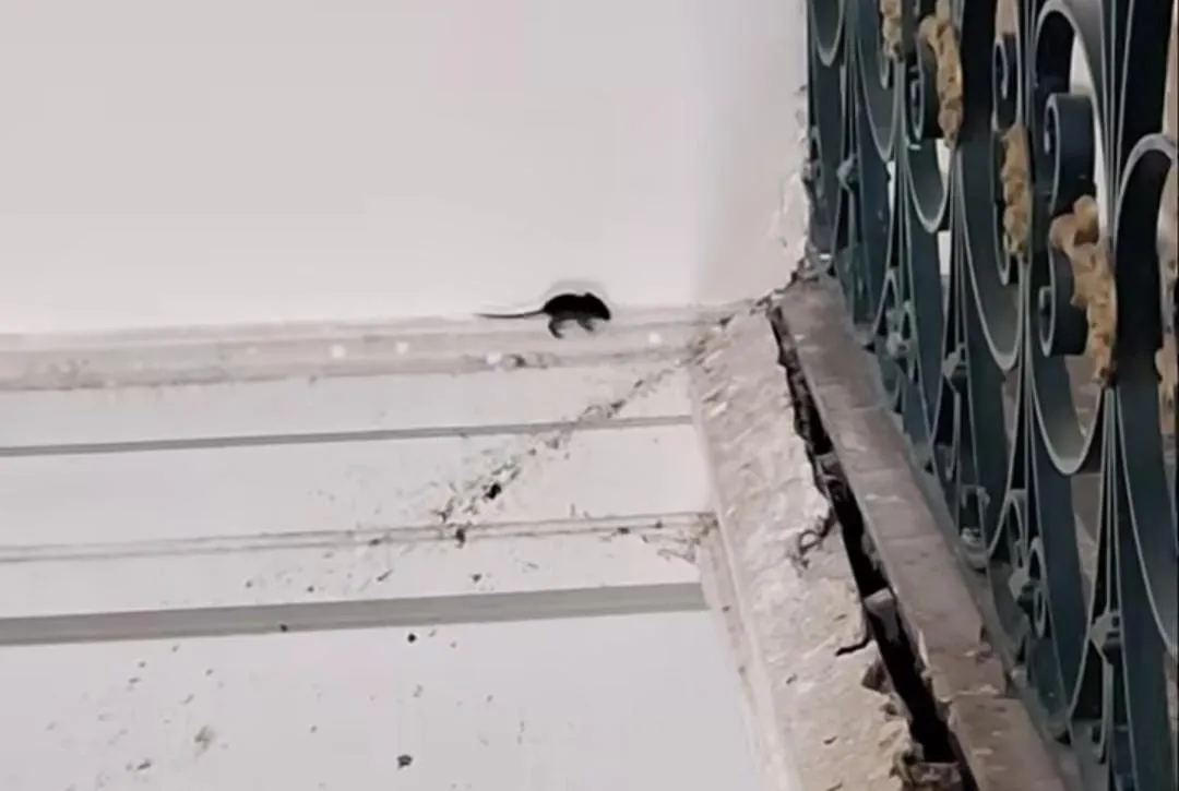 Ratas en la Municipalidad, basurales en llamas y contenedores rotos: la gestión Britos en Chivilcoy