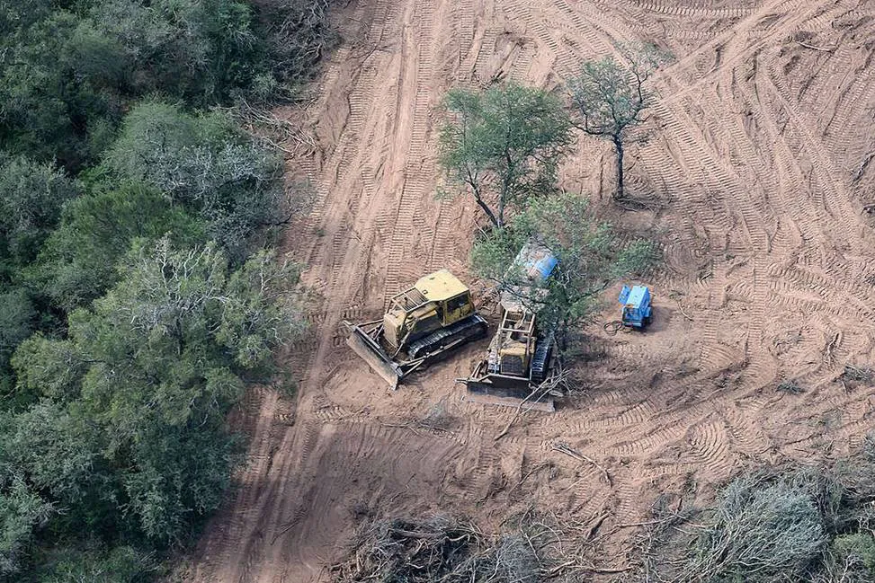 Emergencia forestal: Argentina perdió casi 150.000 hectáreas de bosques en 2024