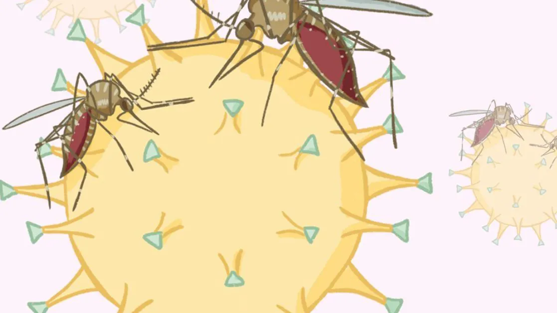 Covidengue