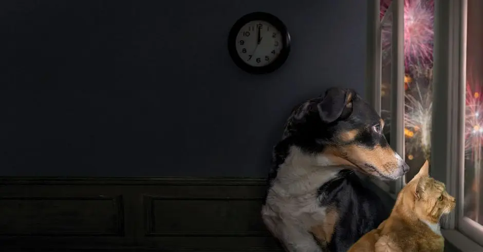 cómo proteger a las mascotas de la pirotecnia