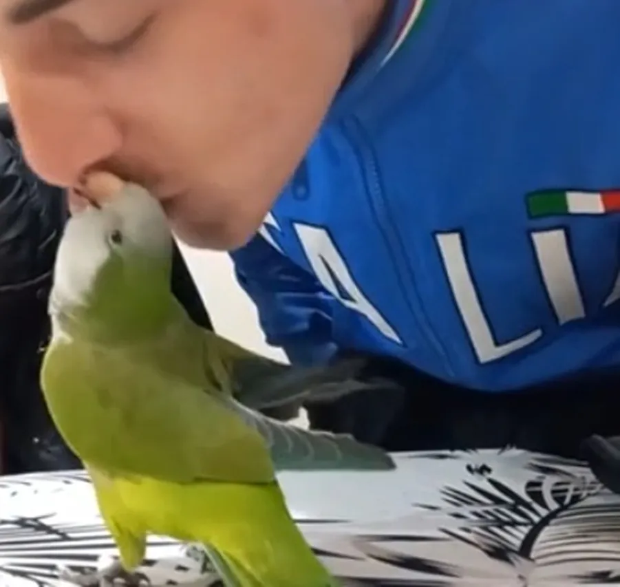 Catita, la cotorra enamorada que no deja de decir "te quiero"