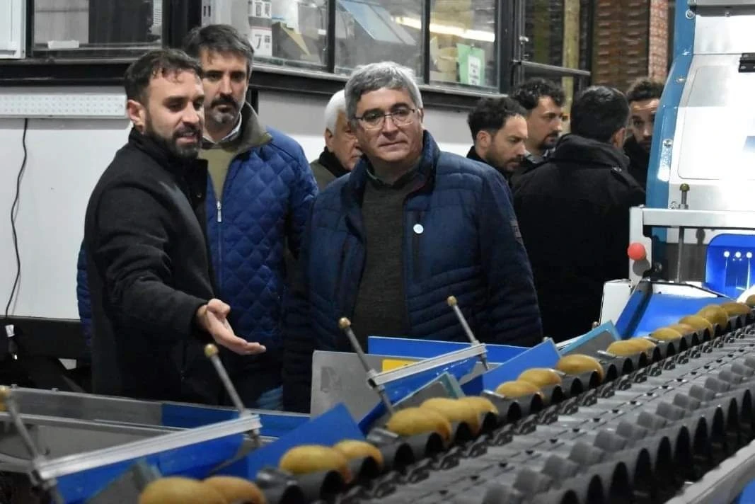 Avanza la producción de kiwi en Miramar 3