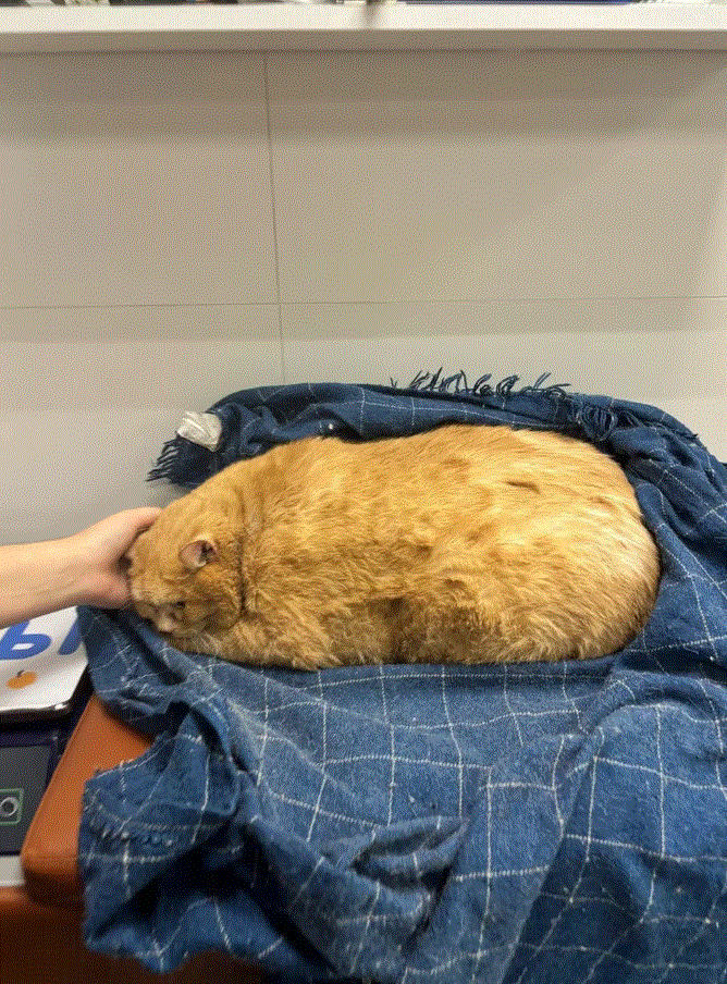 Kroshik, el gato de 17 kilos rescatado del sótano de un hospital 3
