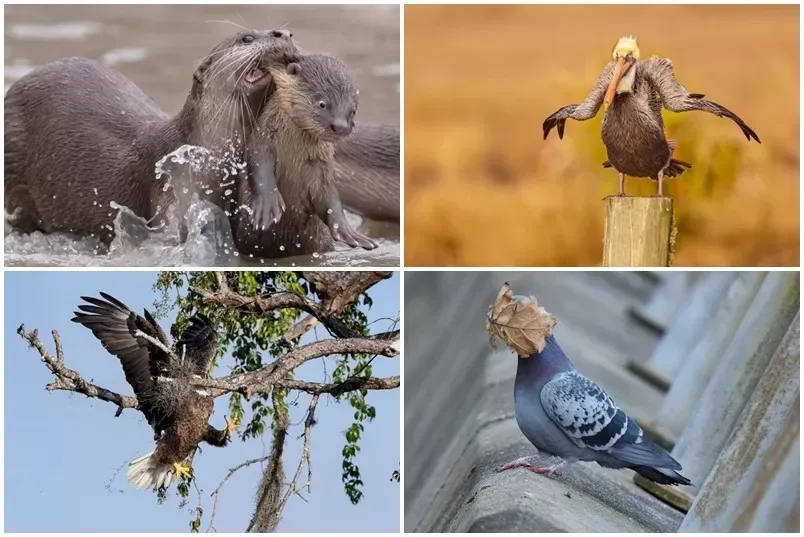Mirá las 10 fotos de animales más divertidas del año, según este concurso mundial