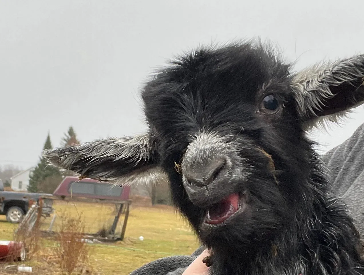 Música de campo: adorable concierto de cabritos conquista las redes