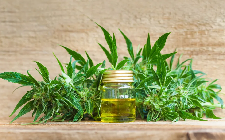 Intendente Salazar viajó a EEUU para avanzar en la producción de cannabis medicinal Intendente Salazar viajó a EEUU para avanzar en la producción de cannabis medicinal