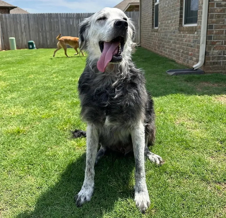 Perrito negro se volvió blanco en 2 años: ¡Mirá el proceso! Perrito negro se volvió blanco en 2 años: ¡Mirá el proceso!