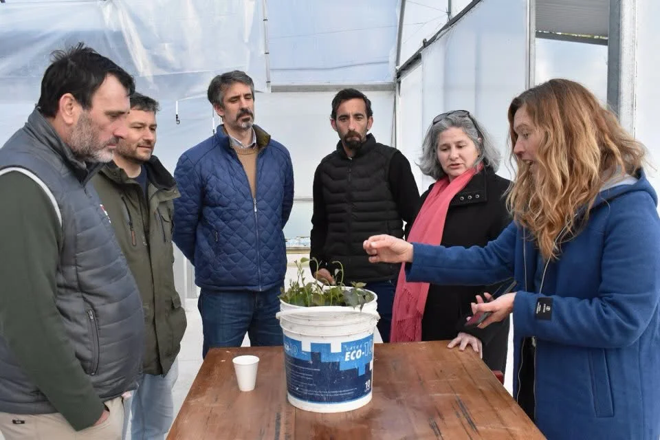 Avanza la producción de kiwi en Miramar