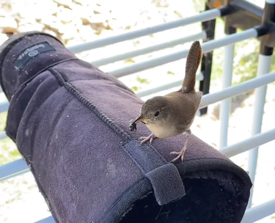 dejó sus botas al sol y encontró una familia de aves