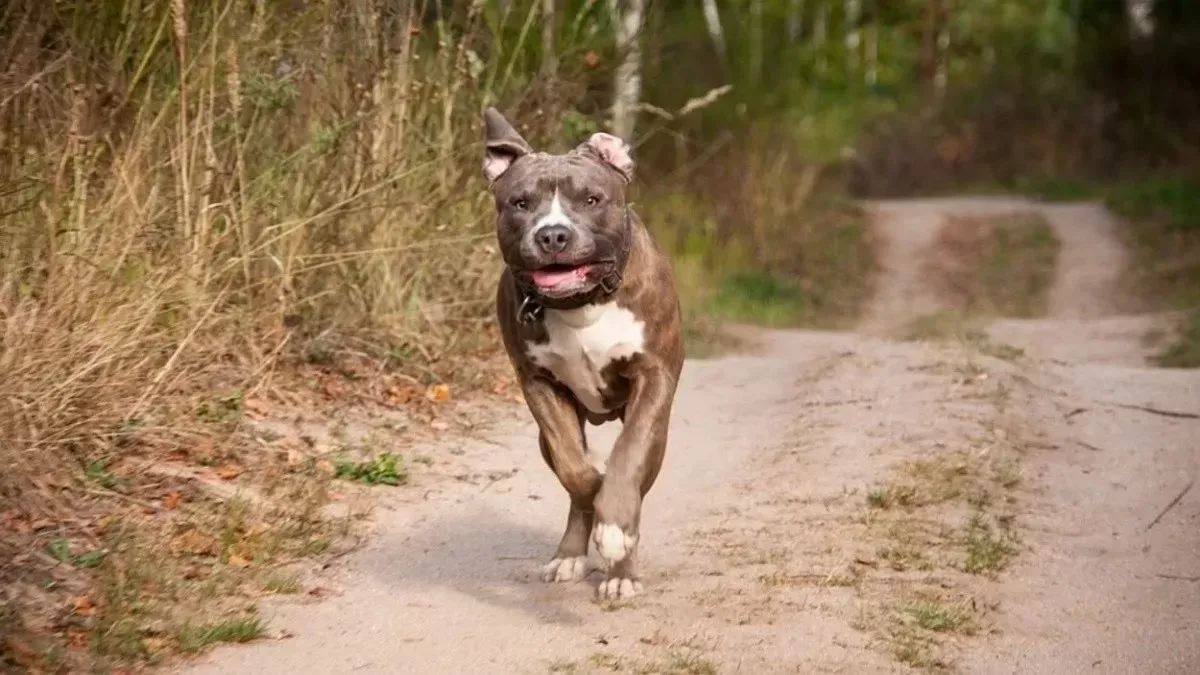 El Gobierno britanico prohibe tener perros de la raza American Bully XL tras ataques a personas