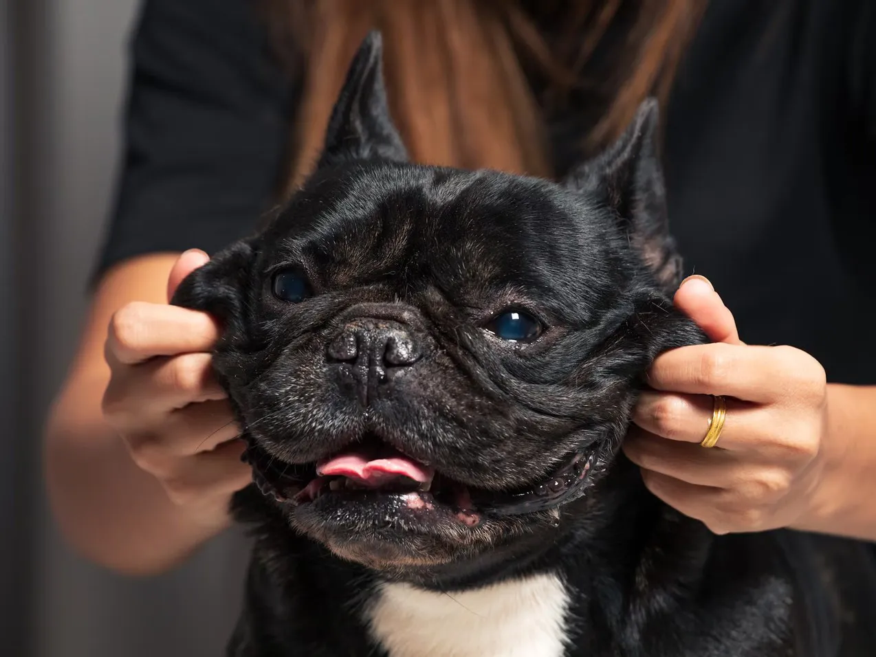 perro bulldog francés