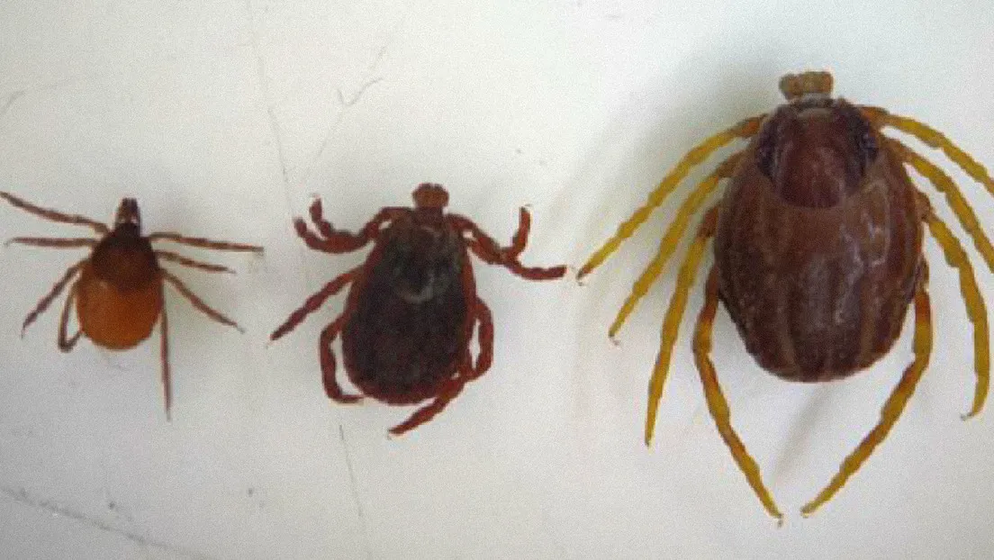 garrapata Hyalomma lusitanicum